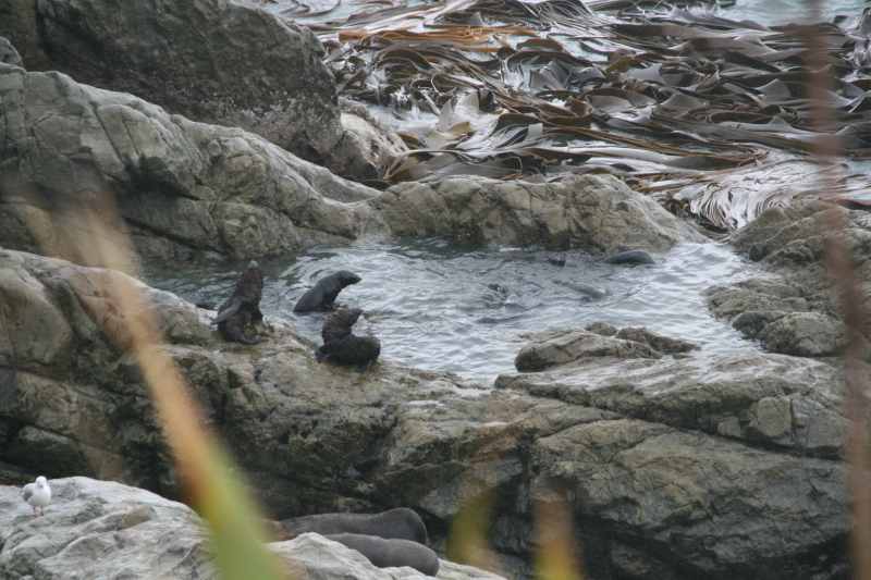 Nieuw-Zeeland 2011 - 1081